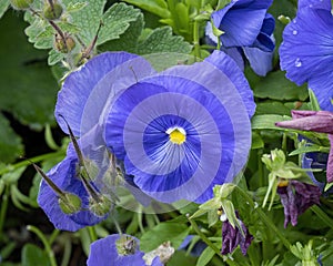 Viola tricolor, also known as wild pansy, in a garden in Edwards, Colorado.