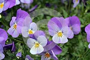 Viola tricolor cats photo