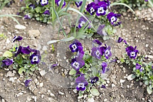 Lilac colour of the viola tricolor flowers