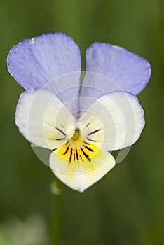 Viola tricolor, detail of the flowers in their natural