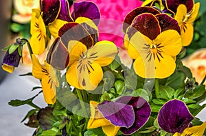 Viola tricolor field flower Wild pansy