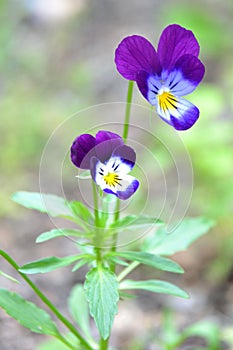 Viola tricolor flower