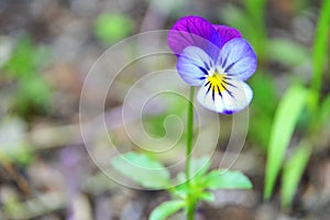 Viola tricolor flower