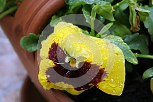 Viola tricolor flower. Home grown Viola tricolor.