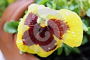 Viola tricolor flower. Home grown Viola tricolor.