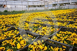 Viola tricolor flower, yellow flower in greenhouse