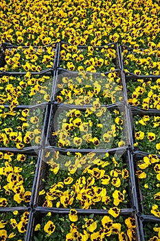 Viola tricolor flower, yellow flower in greenhouse