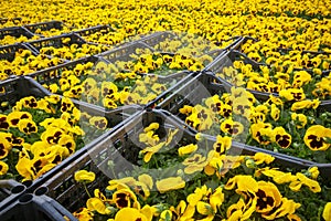 Viola tricolor flower, yellow flower in greenhouse