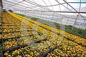 Viola tricolor flower, yellow flower in greenhouse