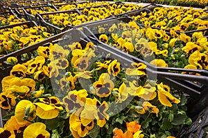 Viola tricolor flower, yellow flower in greenhouse