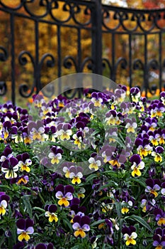 Viola tricolor flowers photo