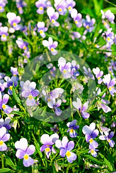 Viola tricolor flowers in sunlight in garden photo