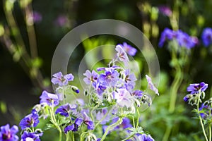 Viola tricolor hortensis blooming in the garden in summer.