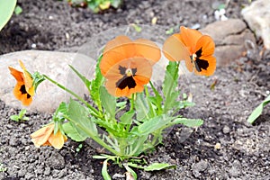 Viola Tricolor Hortensis Flowers Homa Gardening Plants Stock Photo