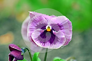 Viola Tricolor Hortensis Flowers Home Gardening Plants Stock Photo