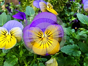 Viola tricolor, Johnny Jump up, yellow pansy