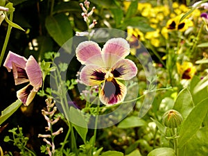 Viola tricolor, Pansies flower