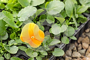 Viola tricolor, popularly known as pansy and trinity herb