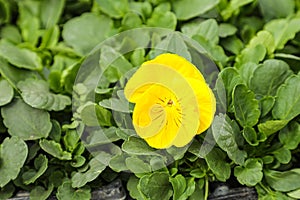 Viola tricolor, popularly known as pansy and trinity herb