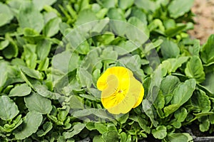 Viola tricolor, popularly known as pansy and trinity herb