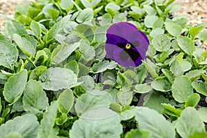 Viola tricolor, popularly known as pansy and trinity herb