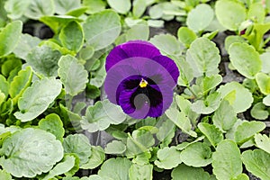 Viola tricolor, popularly known as pansy and trinity herb