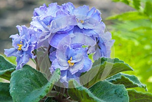 Viola tricolor var. hortensis