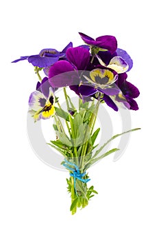 Viola tricolor var. hortensis on white background