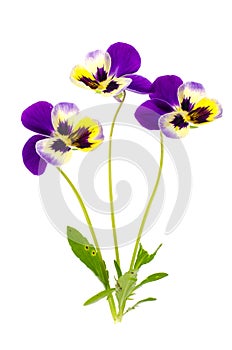 Viola tricolor var. hortensis on white background