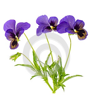 Viola tricolor var. hortensis on white background