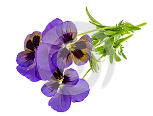 Viola tricolor var. hortensis on white background