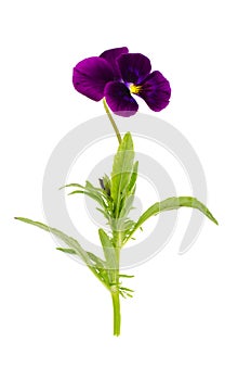 Viola tricolor var. hortensis on white background