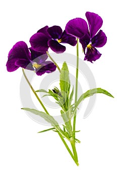 Viola tricolor var. hortensis on white background
