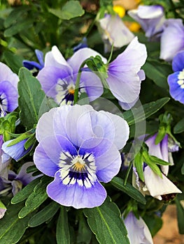 Viola tricolor; Viola arvensis