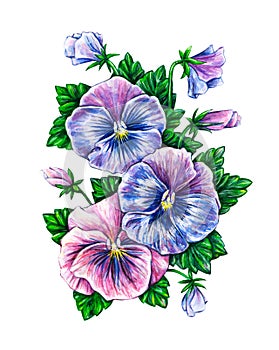 Viola tricolor. Watercolor colorful pansies flowers drawing