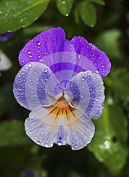 Viola tricolor Wild Pansy Flower