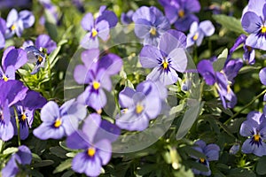 Viola tricolor, wild pansy violet flowers closeup selective focus