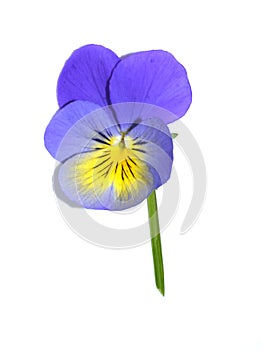 Viola tricolour pansy flower on white background