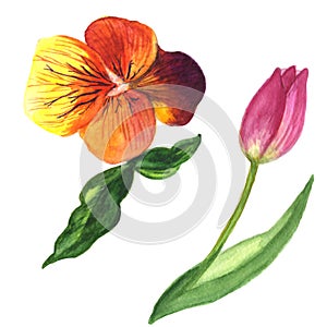 Viola and tulip floral botanical flower. Watercolor background illustration set. Isolated flowers illustration element.