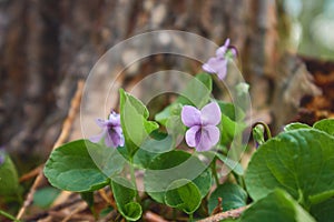 Viola uliginosa in forest.