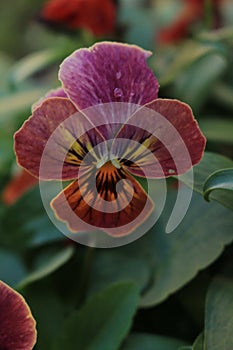 Viola viola violet purple and red flower head close up on plant outdoors photo
