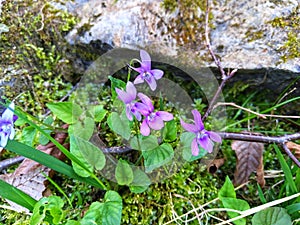 Viola. Violaceae. Spring flowers. Meadow flowers.