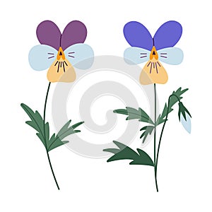 Viola or violet flowers, cartoon style. Trendy modern vector illustration isolated on white background, hand drawn, flat