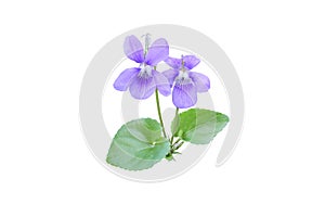 Viola or violet flowers and leaves isolated on white. Transparent png additional format