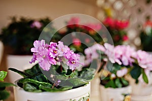 Viola or violet flowers on pots at store.
