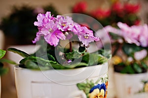 Viola or violet flowers on pots at store.