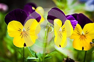 Viola witrockiana photo