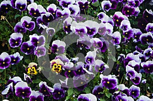 Viola wittrockiana