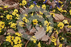 Viola wittrockiana in bloom