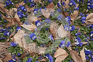 Viola wittrockiana in bloom